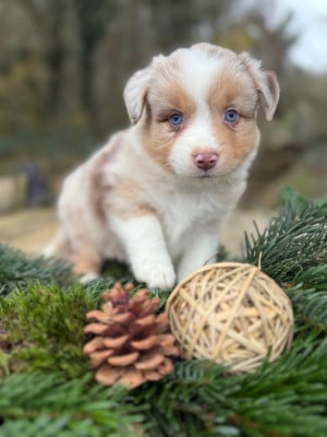 Les chiots de Berger Américain Miniature