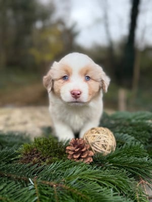 Les chiots de Berger Américain Miniature
