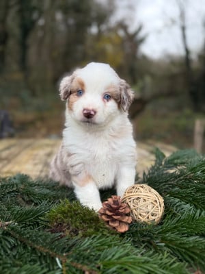 Les chiots de Berger Américain Miniature