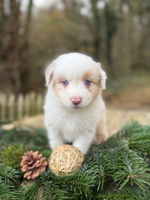 Les chiots de Berger Américain Miniature