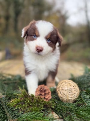 Les chiots de Berger Américain Miniature