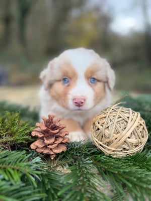 Les chiots de Berger Américain Miniature