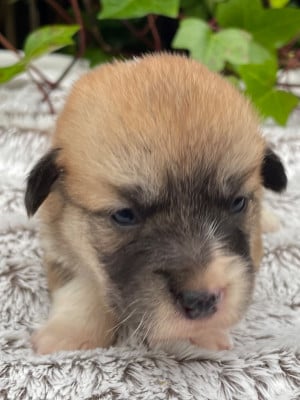 Les chiots de Welsh Corgi Pembroke