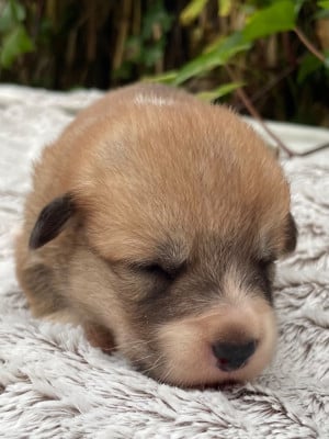 Les chiots de Welsh Corgi Pembroke
