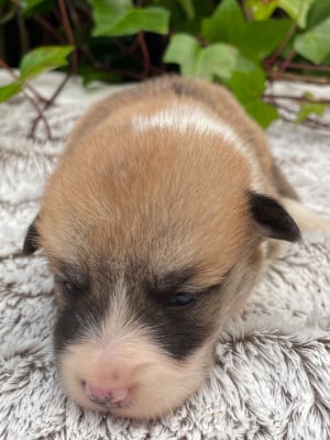 Les chiots de Welsh Corgi Pembroke