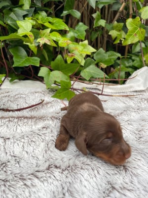 Les chiots de Teckel poil long