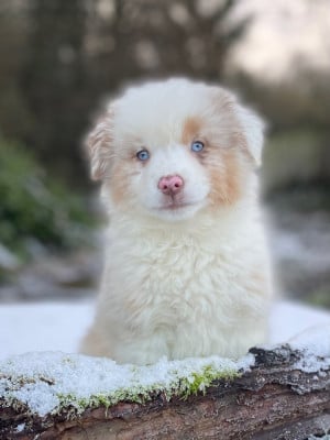 Les chiots de Berger Américain Miniature 