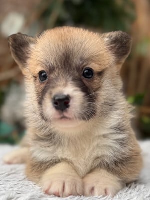 Les chiots de Welsh Corgi Pembroke