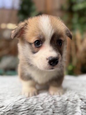 Les chiots de Welsh Corgi Pembroke