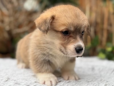 Les chiots de Welsh Corgi Pembroke