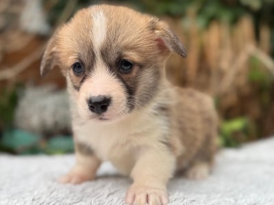 Les chiots de Welsh Corgi Pembroke