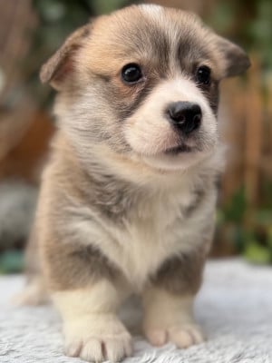 Les chiots de Welsh Corgi Pembroke