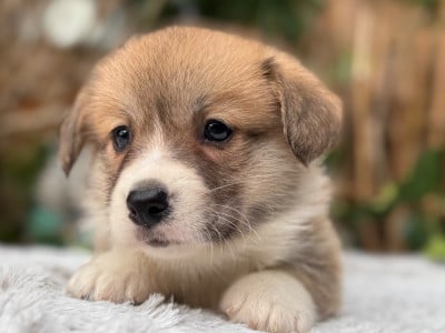Les chiots de Welsh Corgi Pembroke