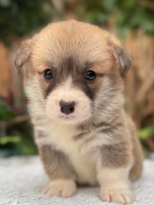 Les chiots de Welsh Corgi Pembroke