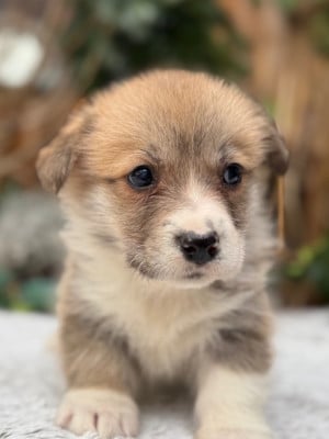 Les chiots de Welsh Corgi Pembroke