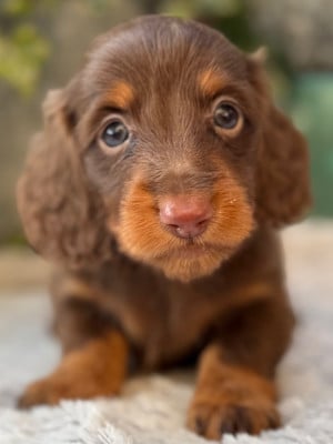 Les chiots de Teckel poil long