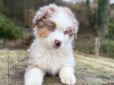 Les chiots de Berger Américain Miniature 