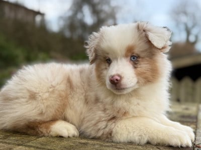 Les chiots de Berger Américain Miniature 