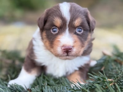 Les chiots de Berger Américain Miniature 