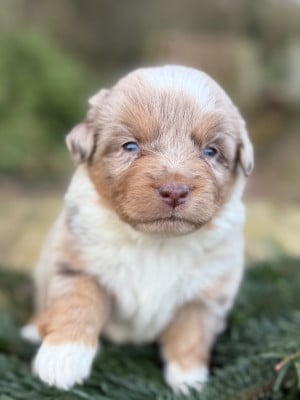 Les chiots de Berger Américain Miniature 