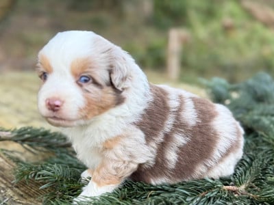 Les chiots de Berger Américain Miniature 