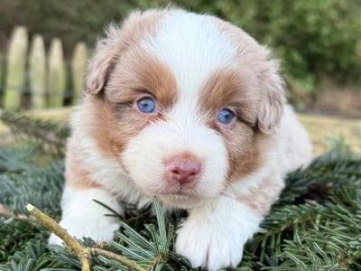 Les chiots de Berger Américain Miniature 