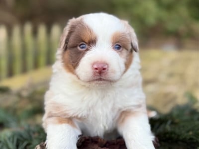 Les chiots de Berger Américain Miniature 