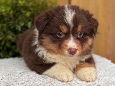 Les chiots de Berger Américain Miniature 