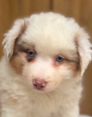 Les chiots de Berger Américain Miniature