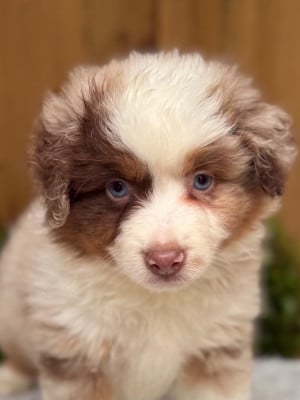 Les chiots de Berger Américain Miniature