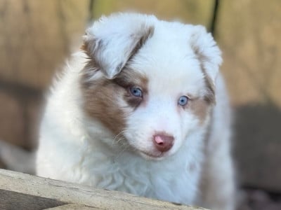 Les chiots de Berger Américain Miniature 