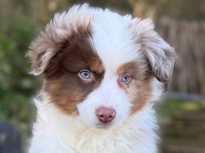Les chiots de Berger Américain Miniature 