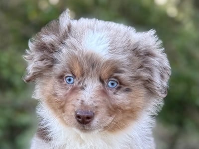 Les chiots de Berger Américain Miniature 