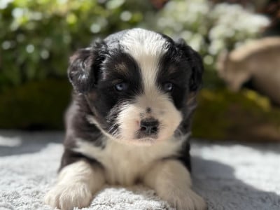 Les chiots de Berger Américain Miniature 
