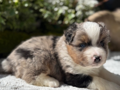 Les chiots de Berger Américain Miniature 