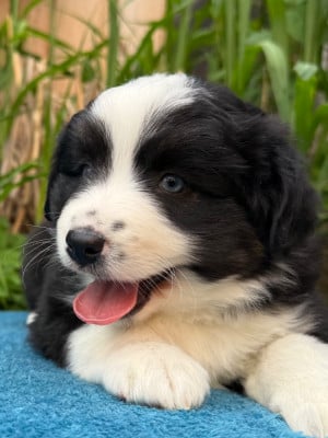 Les chiots de Berger Américain Miniature 