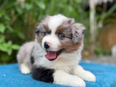 Les chiots de Berger Américain Miniature 