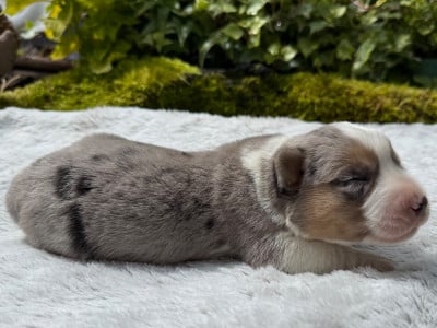 Les chiots de Welsh Corgi Cardigan
