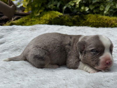 Les chiots de Welsh Corgi Cardigan