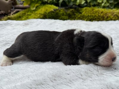 Les chiots de Welsh Corgi Cardigan