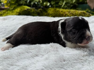 Les chiots de Welsh Corgi Cardigan