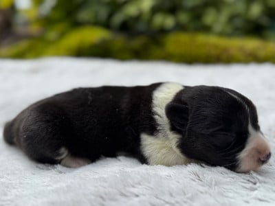 Les chiots de Welsh Corgi Cardigan
