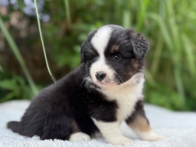 Les chiots de Berger Américain Miniature