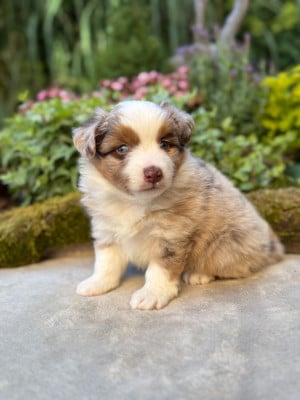 Les chiots de Berger Américain Miniature 