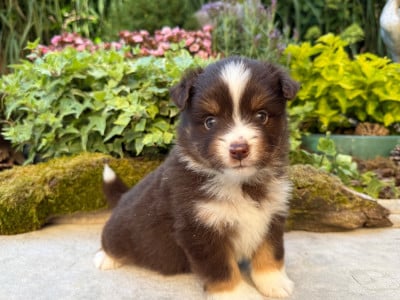 Les chiots de Berger Américain Miniature 