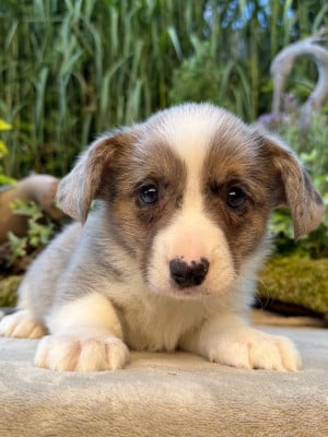 Les chiots de Welsh Corgi Cardigan