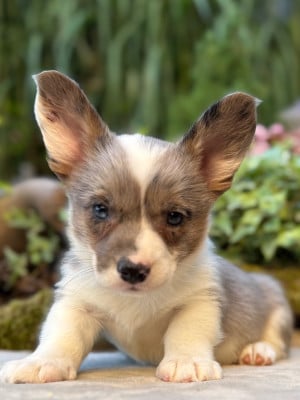 Les chiots de Welsh Corgi Cardigan