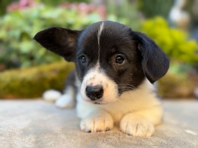 Les chiots de Welsh Corgi Cardigan