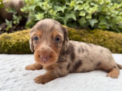 Les chiots de Teckel poil long