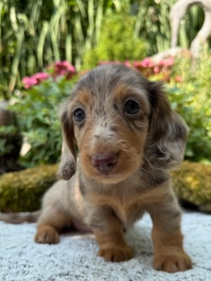 Les chiots de Teckel poil long